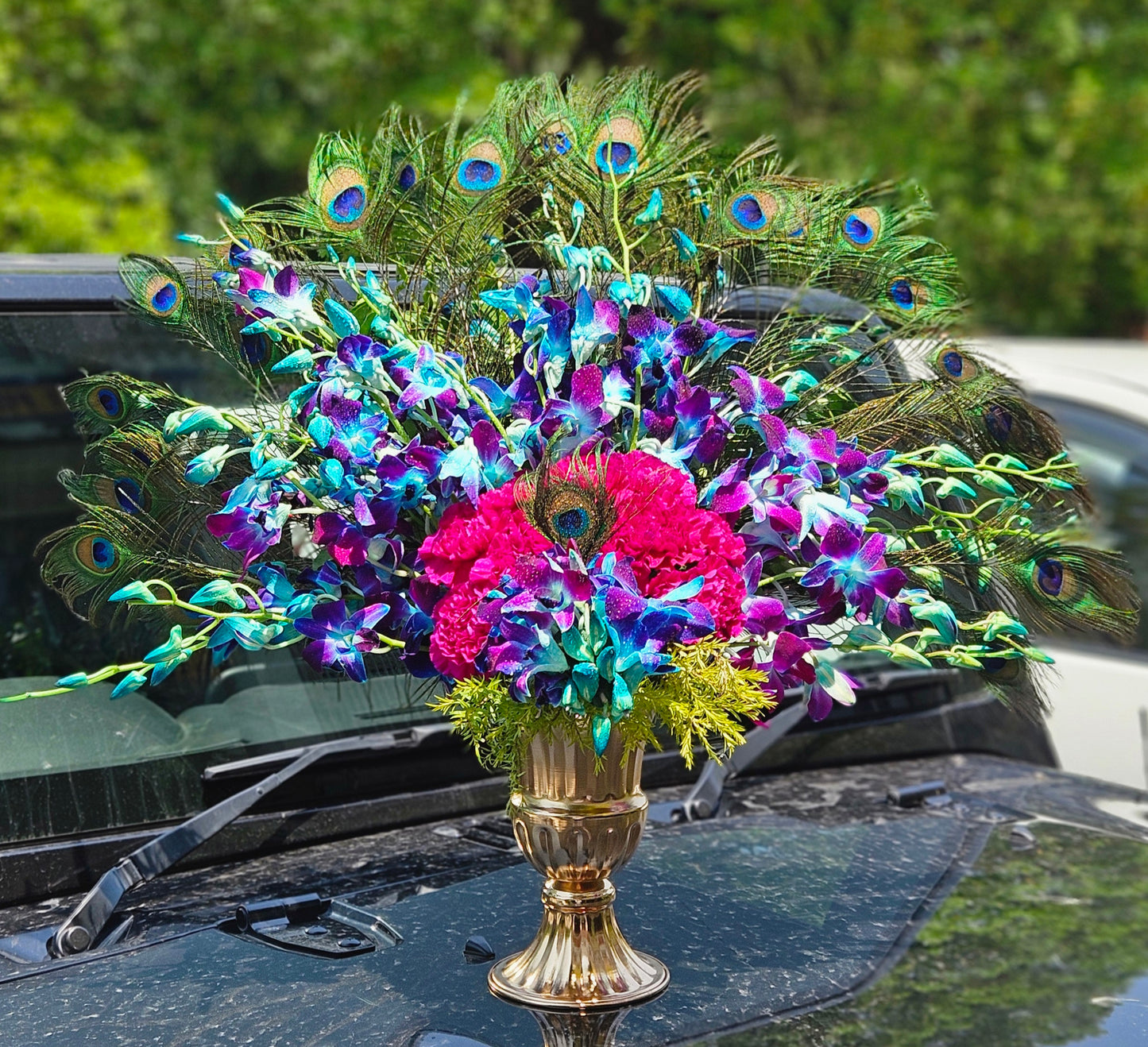Peacock Majesty